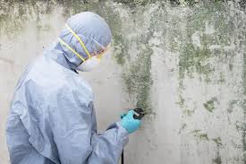 Best Emergency Mold Remediation  in USA